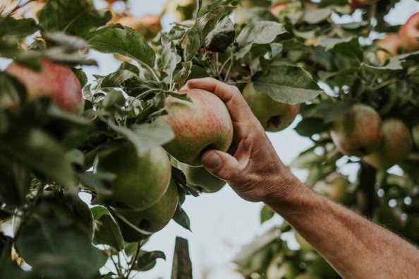 Applebarn