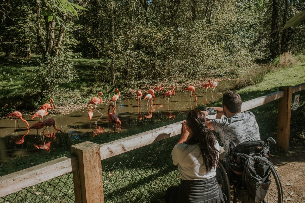 a man in a wheelchair and a woman watch a group of flamingos
