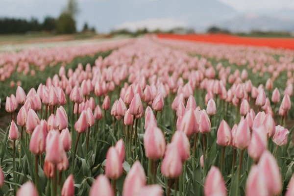 Tulips-600×900