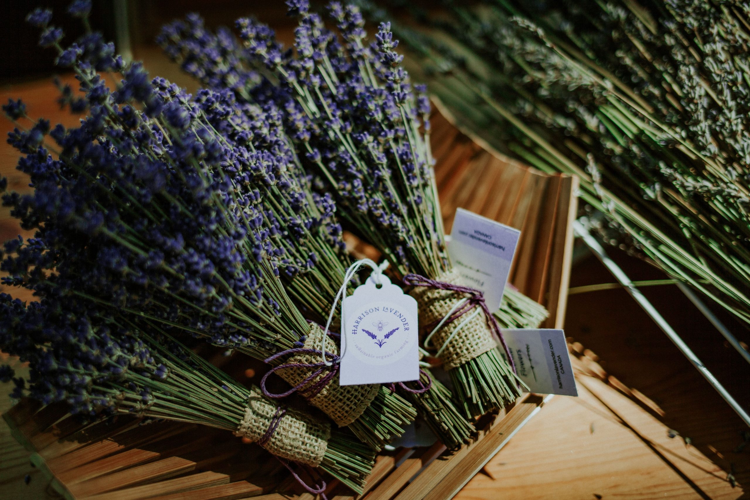 harrisonlavender 2