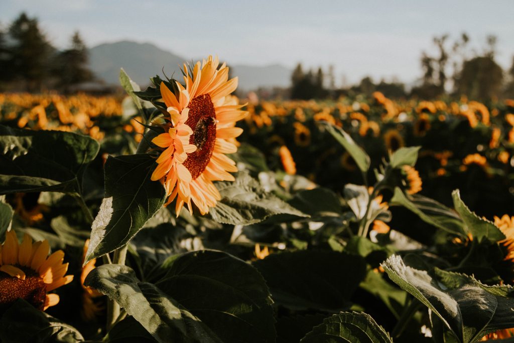Sunflower Fest