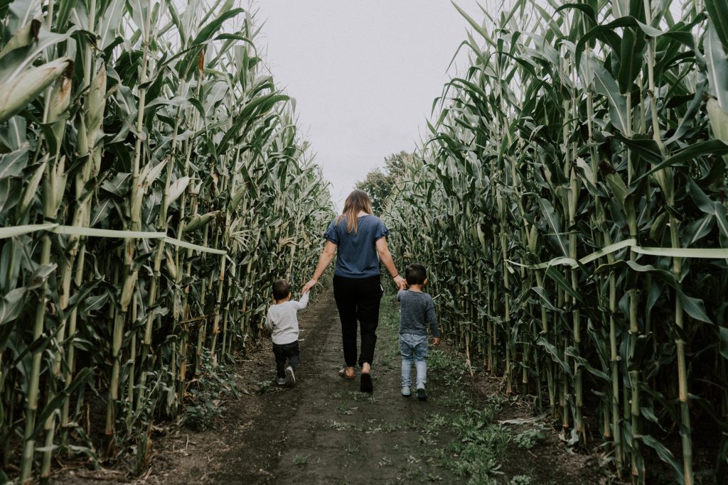 chwkcornmaze (38 of 298)