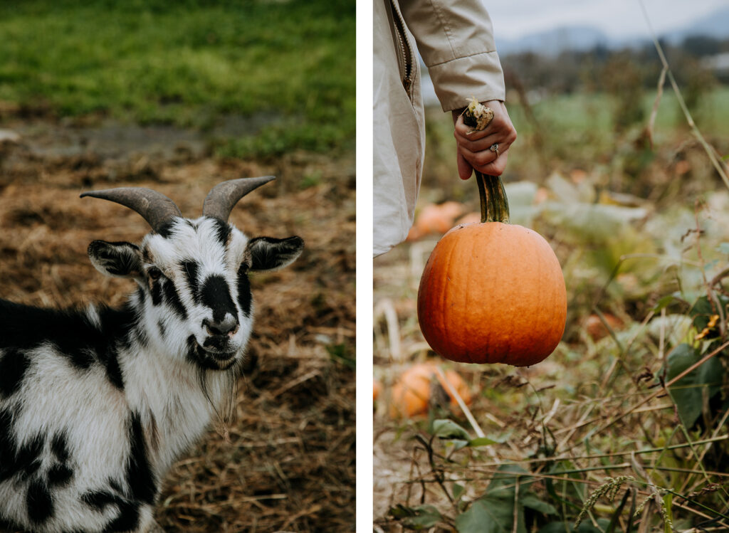 AUTUMN ACTIVITIES