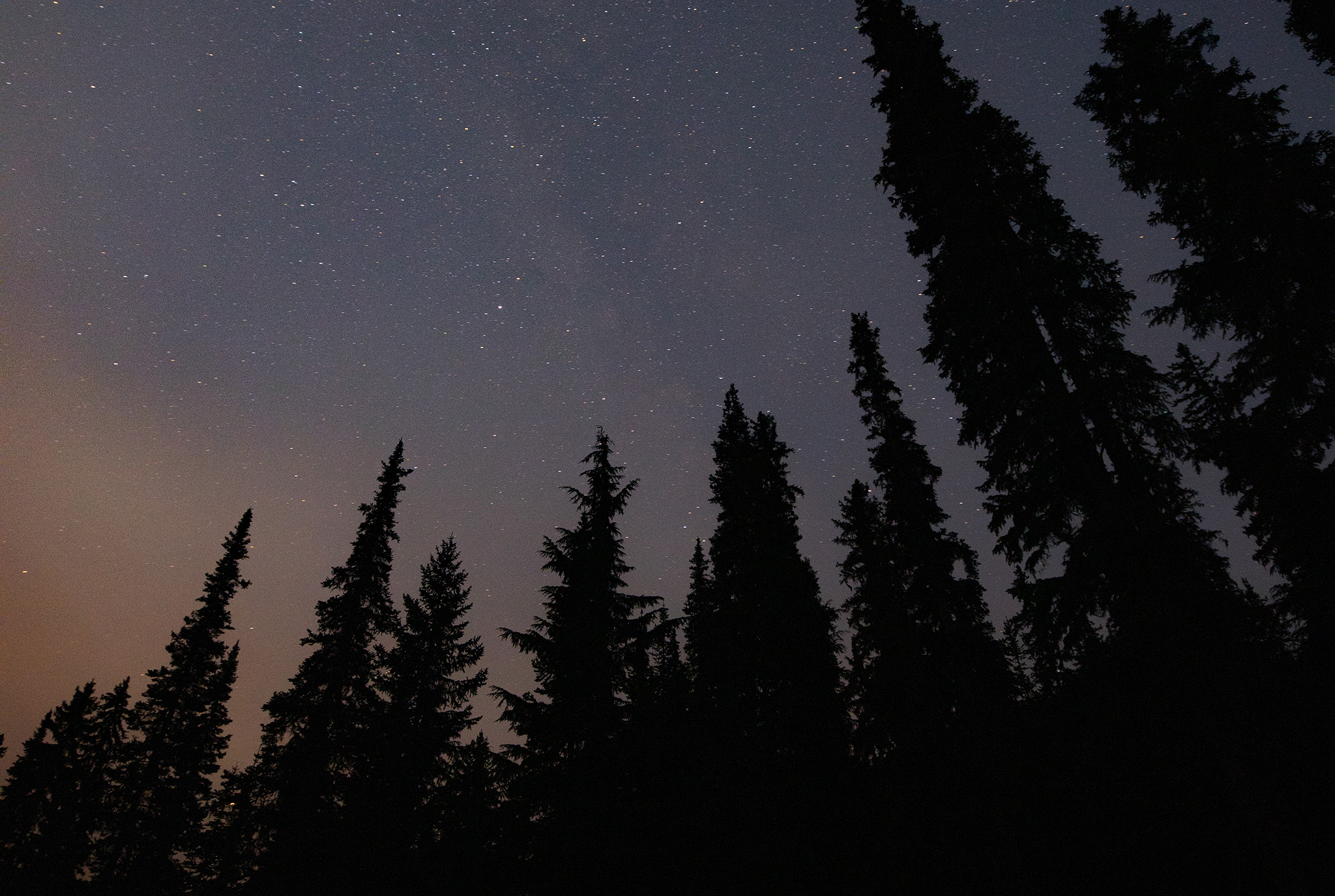 A picture of the sky at dusk, which appears purple and slightly orange, as well as tall, looming trees.