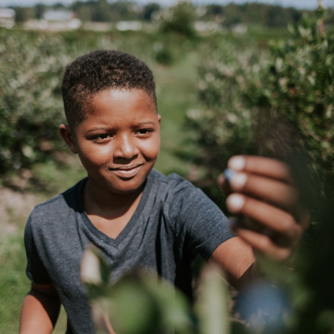 a child reaching for a blueberry on a bush