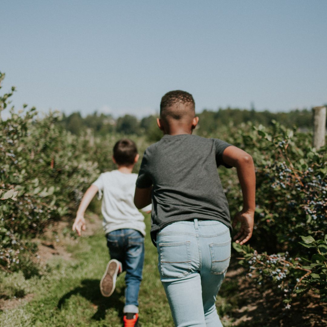 two children running inbetween blueberry bushes