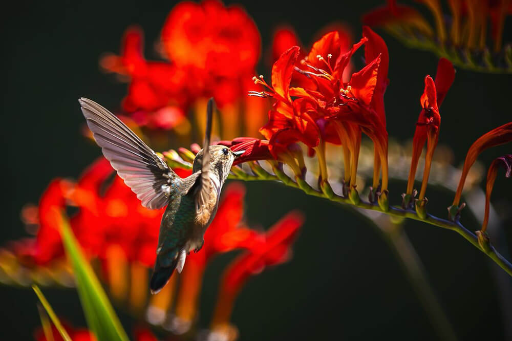 Bird Trail photo