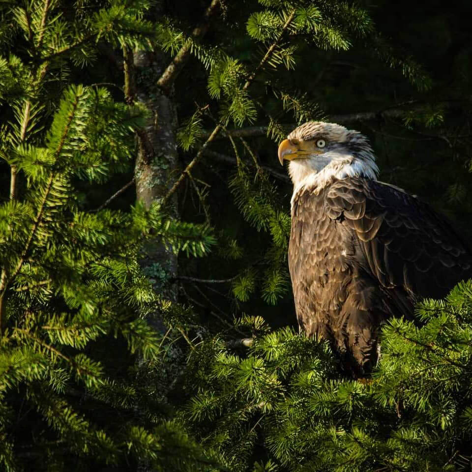 Eagle in the woods