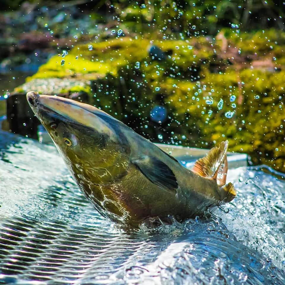 Salmon in the water