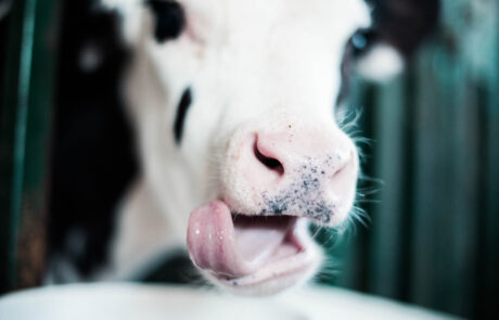 A cow playfully sticking its tongue out from a cage, showcasing its mischievous nature.