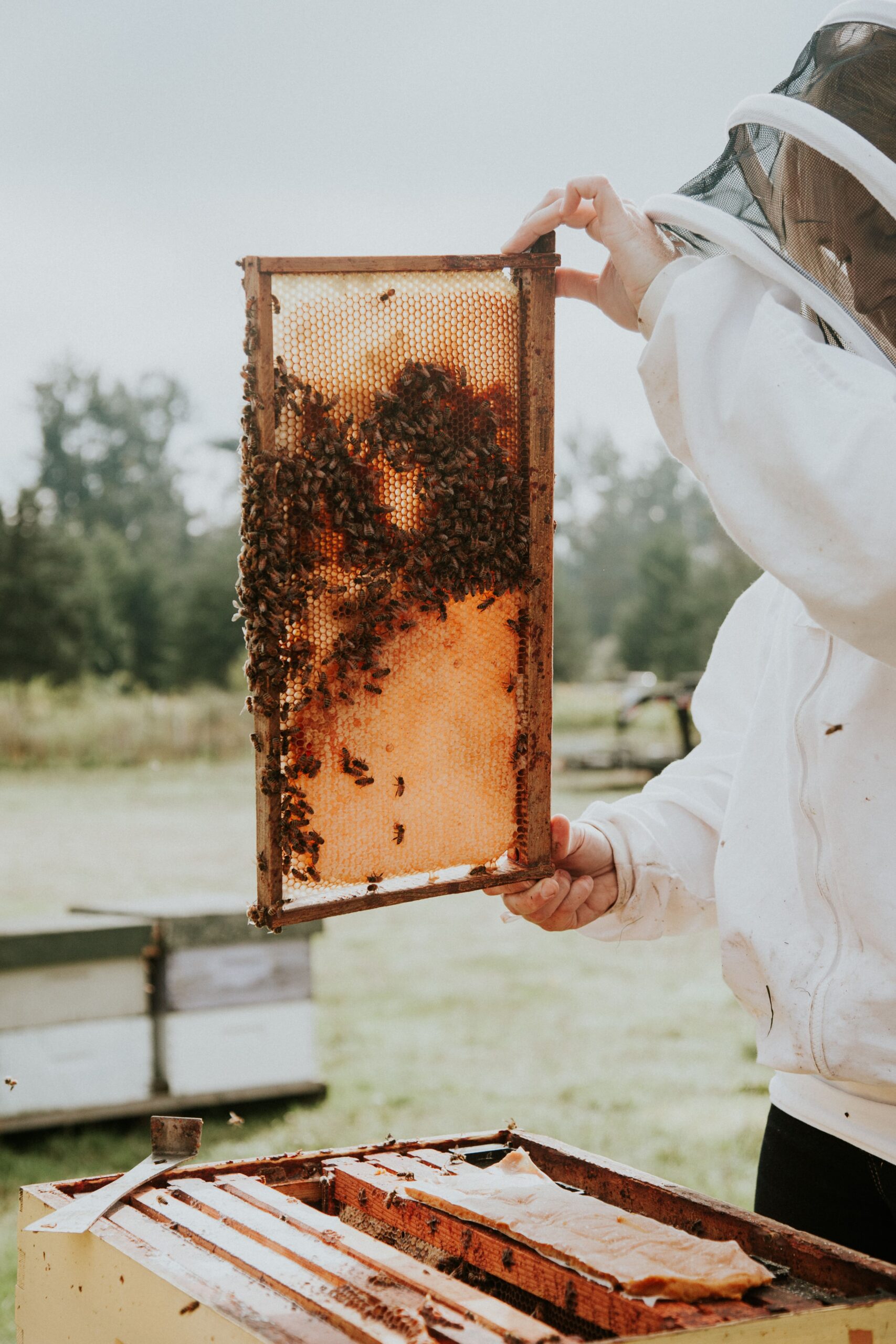 A beekeeper carefully holds a frame of honey, showcasing the golden goodness produced by the hardworking bees.