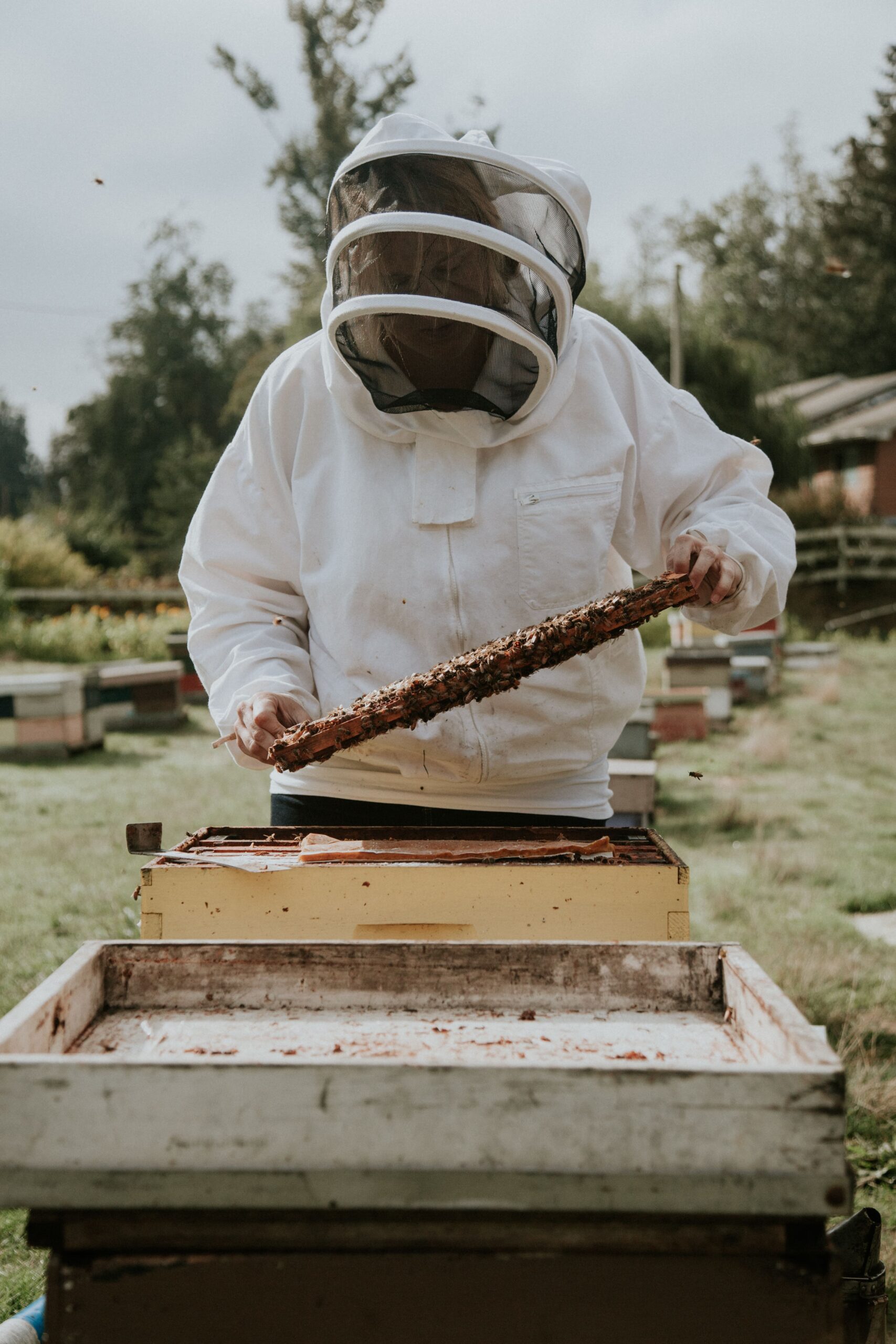 A beekeeper in protective gear holding a panel.