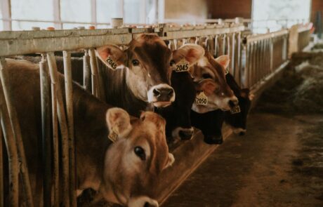 Cows standing in a barn, showcasing their domesticated environment with hay on the floor and wooden walls.