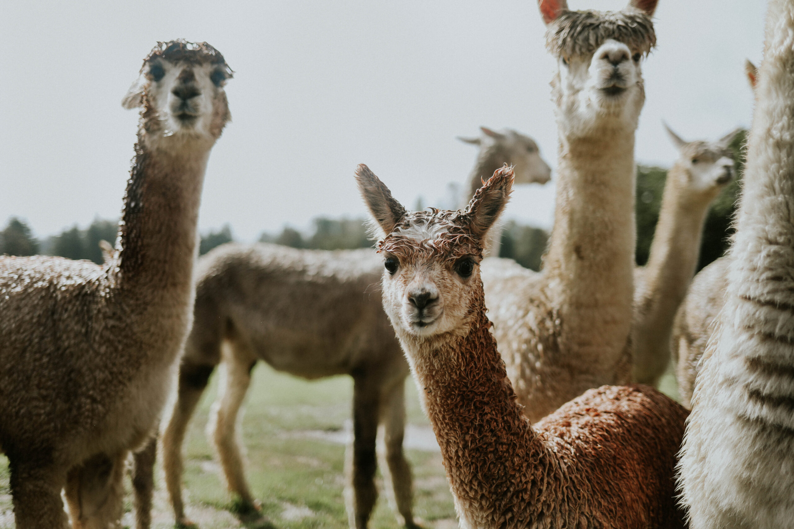 Group of furry llamas staring forward.