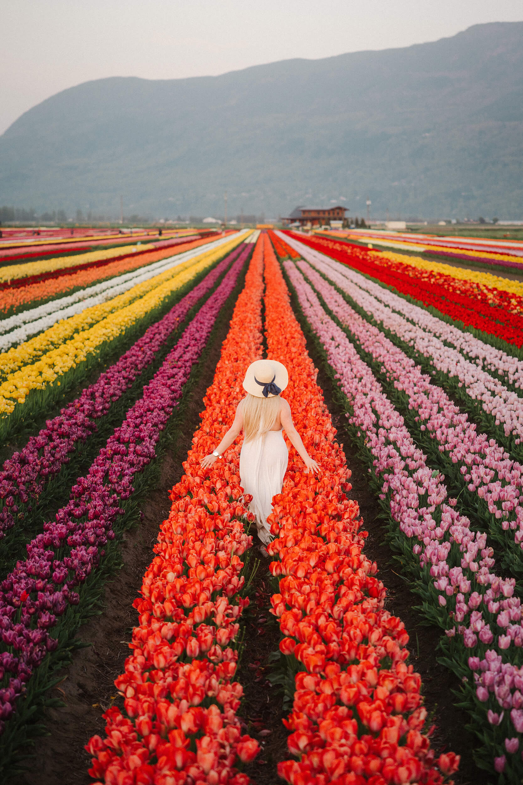 A women stands inbetween rows of colourful tulips, with a mountain in the distance