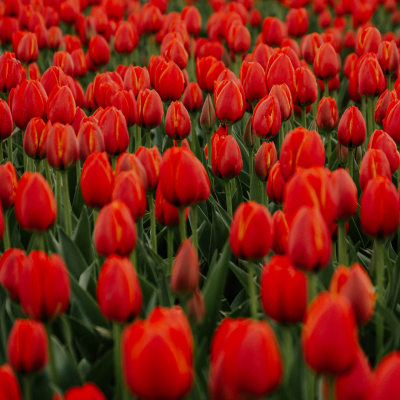 A vast field of vibrant red tulips with green stems and leaves. The focus is on the center of the image, where the tulips are in sharp detail, while the foreground and background feature a soft blur, creating a depth of field effect. This image captures the dense growth and uniformity of color in a tulip farm, highlighting nature’s beauty through repetition and color contrast.