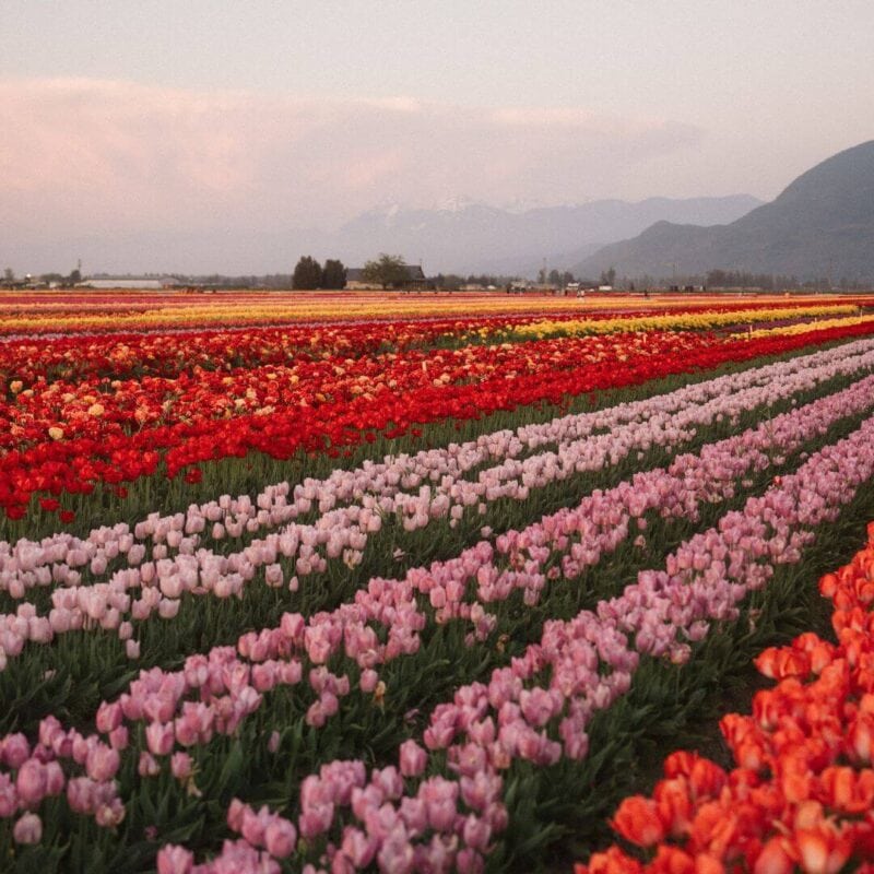 Your Guide to 2024 Fraser Valley Tulip Festivals Fraser Valley