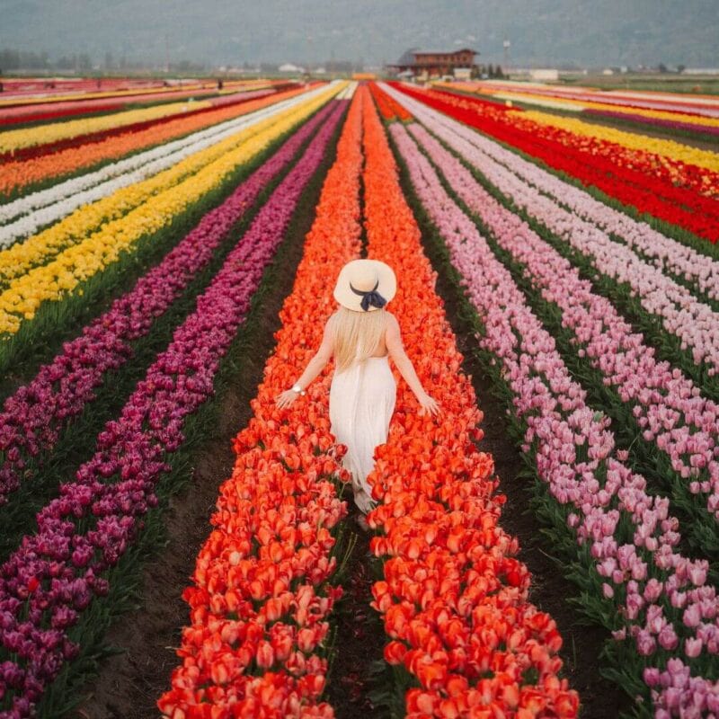 Your Guide to 2024 Fraser Valley Tulip Festivals Fraser Valley