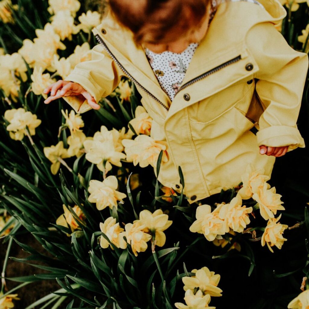 A small child wearing a yellow jacket walking through a field of yellow daffodils