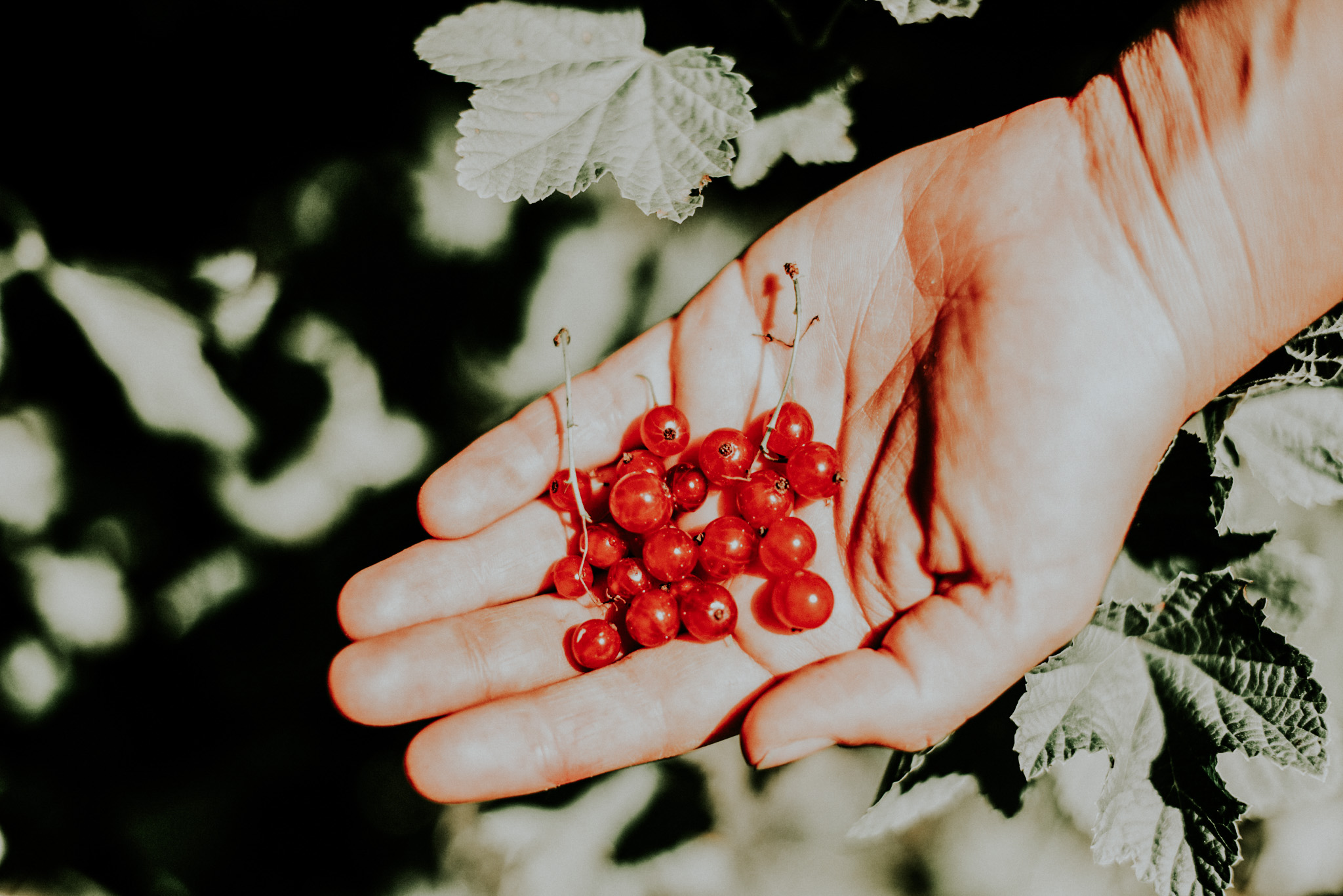 A hand is shown holding a handful of red berries.