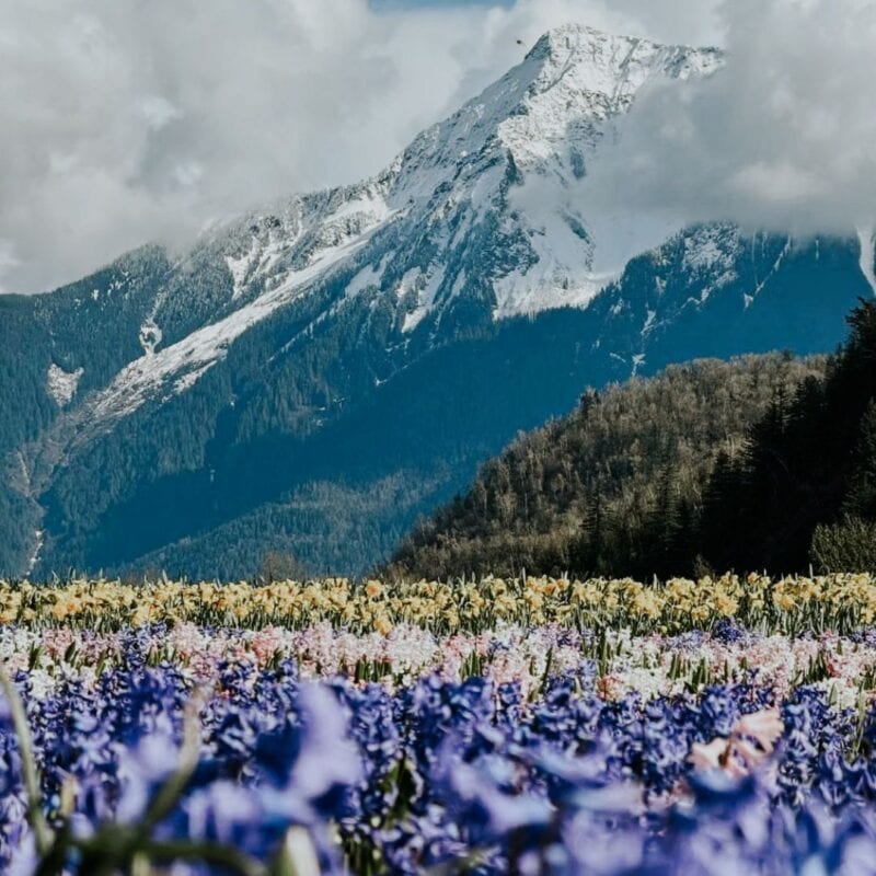 Your Guide to 2024 Fraser Valley Tulip Festivals Fraser Valley