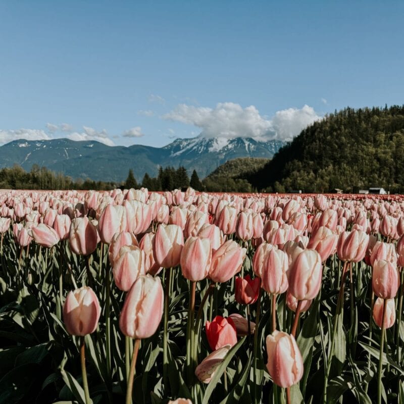 Your Guide to 2024 Fraser Valley Tulip Festivals Fraser Valley