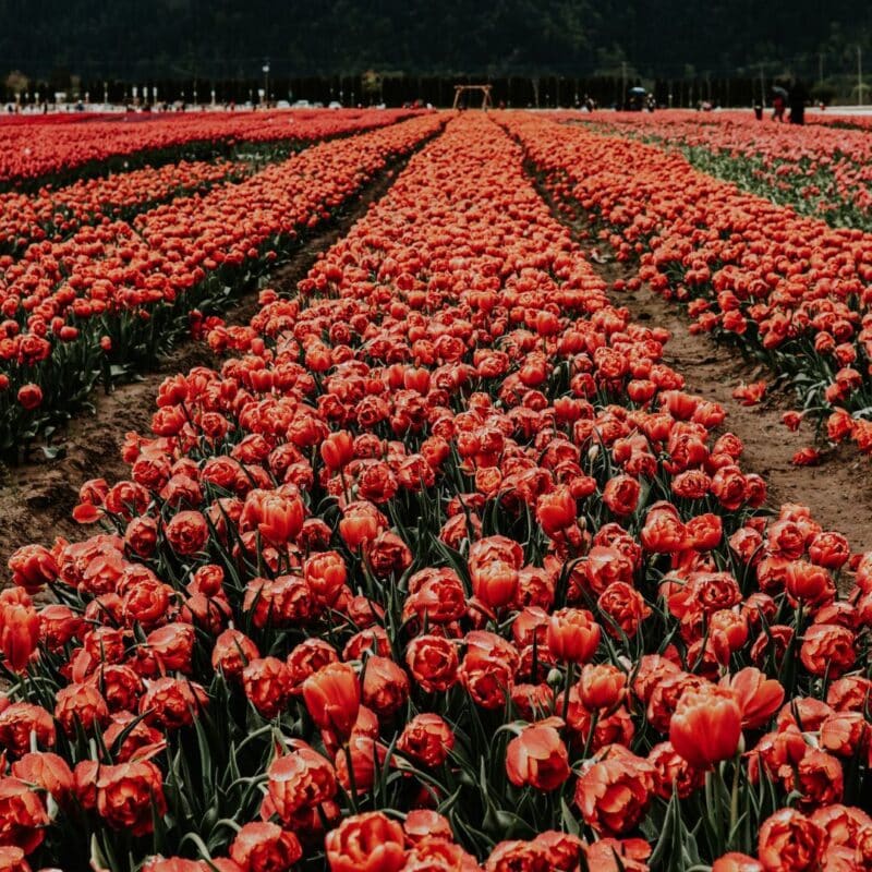 Your Guide to 2024 Fraser Valley Tulip Festivals Fraser Valley