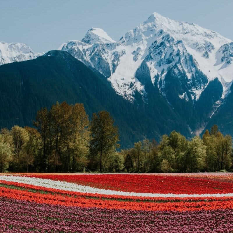 Your Guide to 2024 Fraser Valley Tulip Festivals Fraser Valley