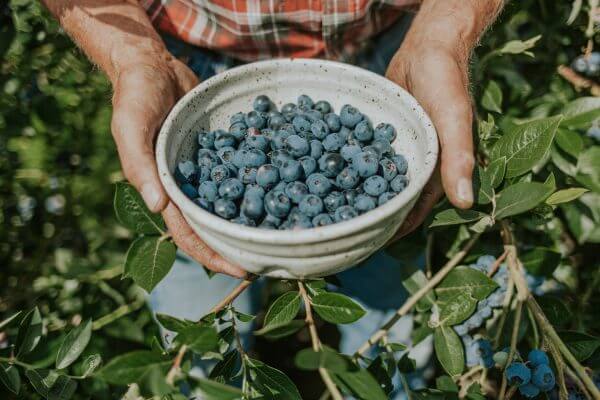 A close-up shot of hands holding a bowl of freshly picked blueberries.