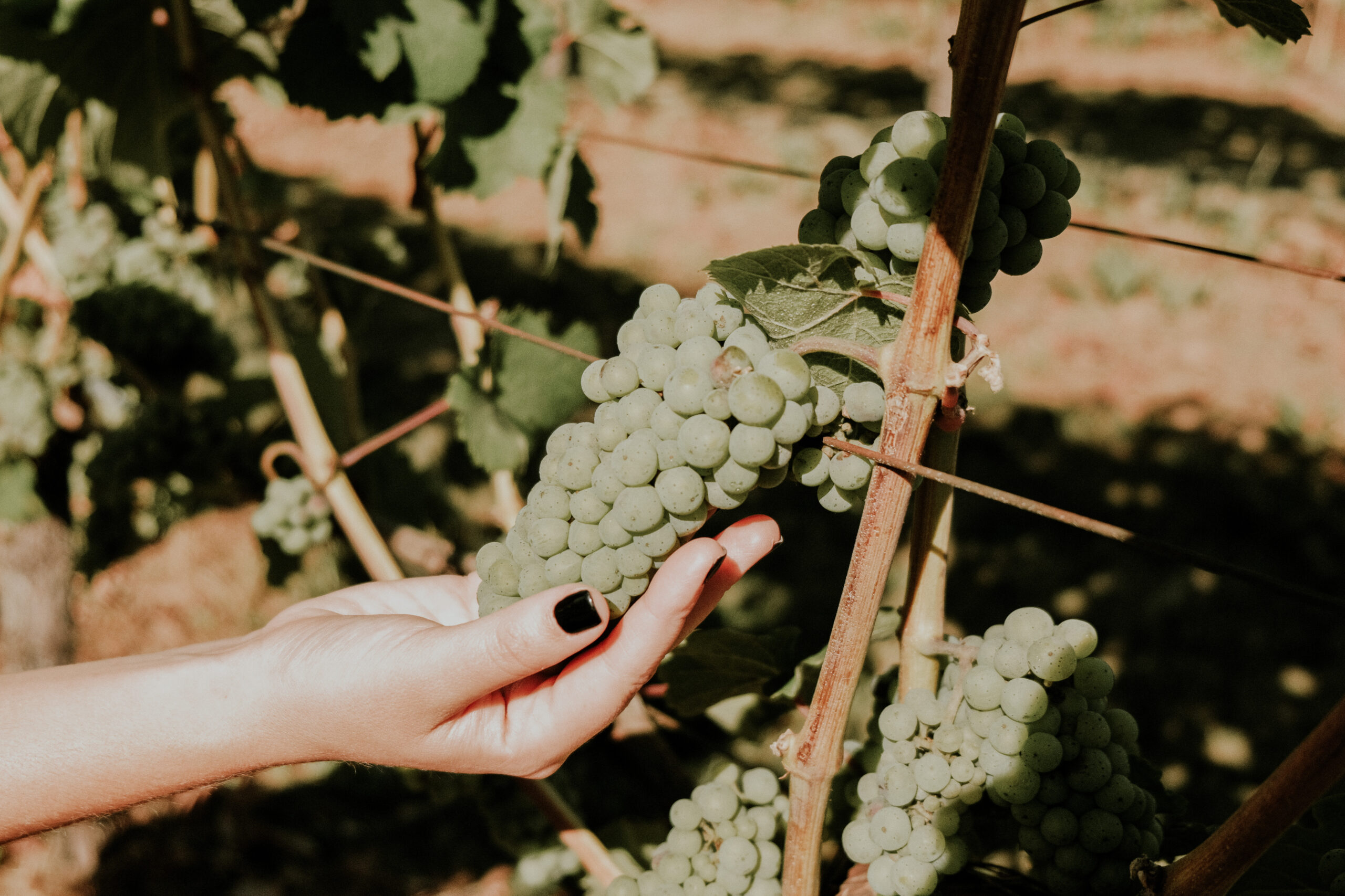 A hand gently holding a bunch of green grapes on a vine