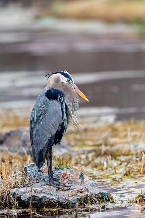 Great Blue Heron Nature Reserve - Heron Walks