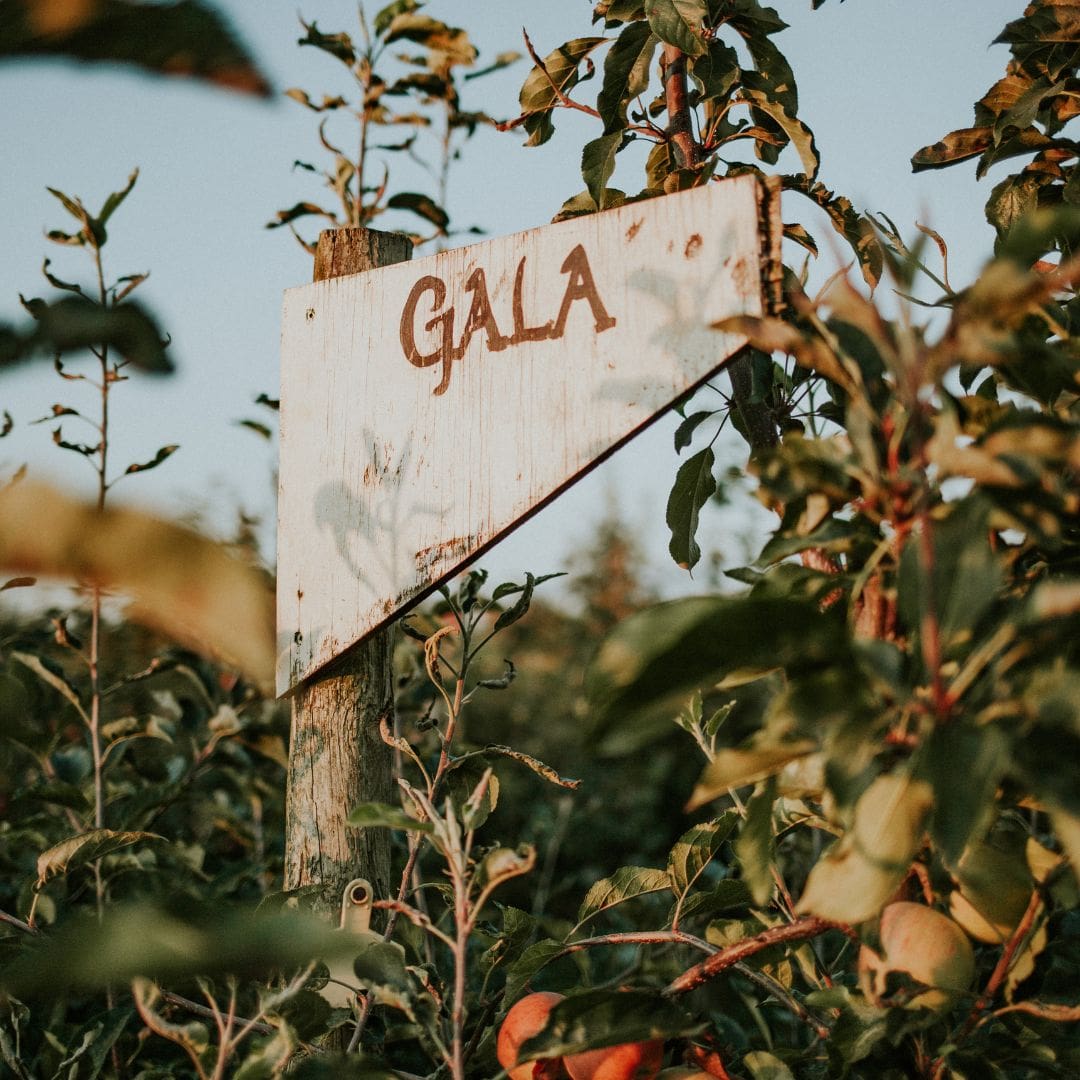 A sign that reads "Gala" in the middle of an apple orchard