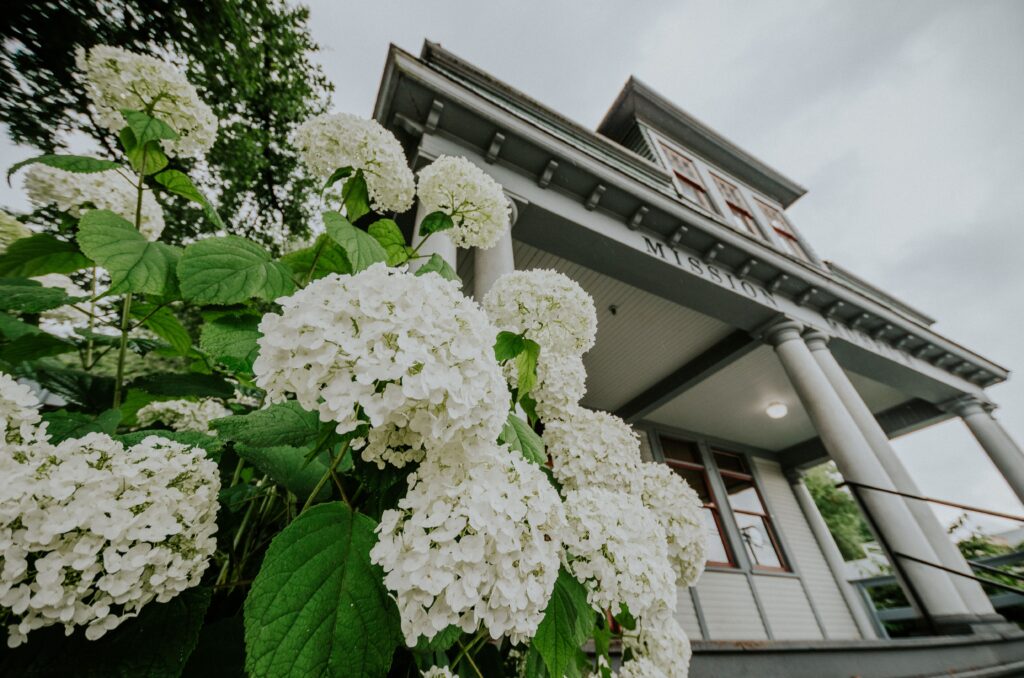 The front of the Mission Museum, which is a white building with a large front porch, and white hydrangea bushes decorating the front perimeter.