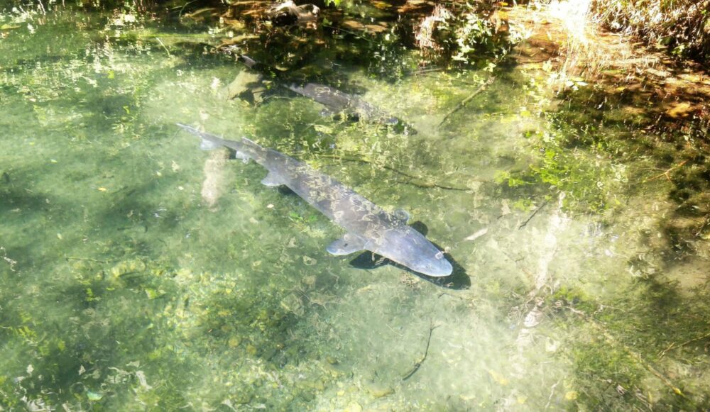 A sturgeon swims through shallow waters.