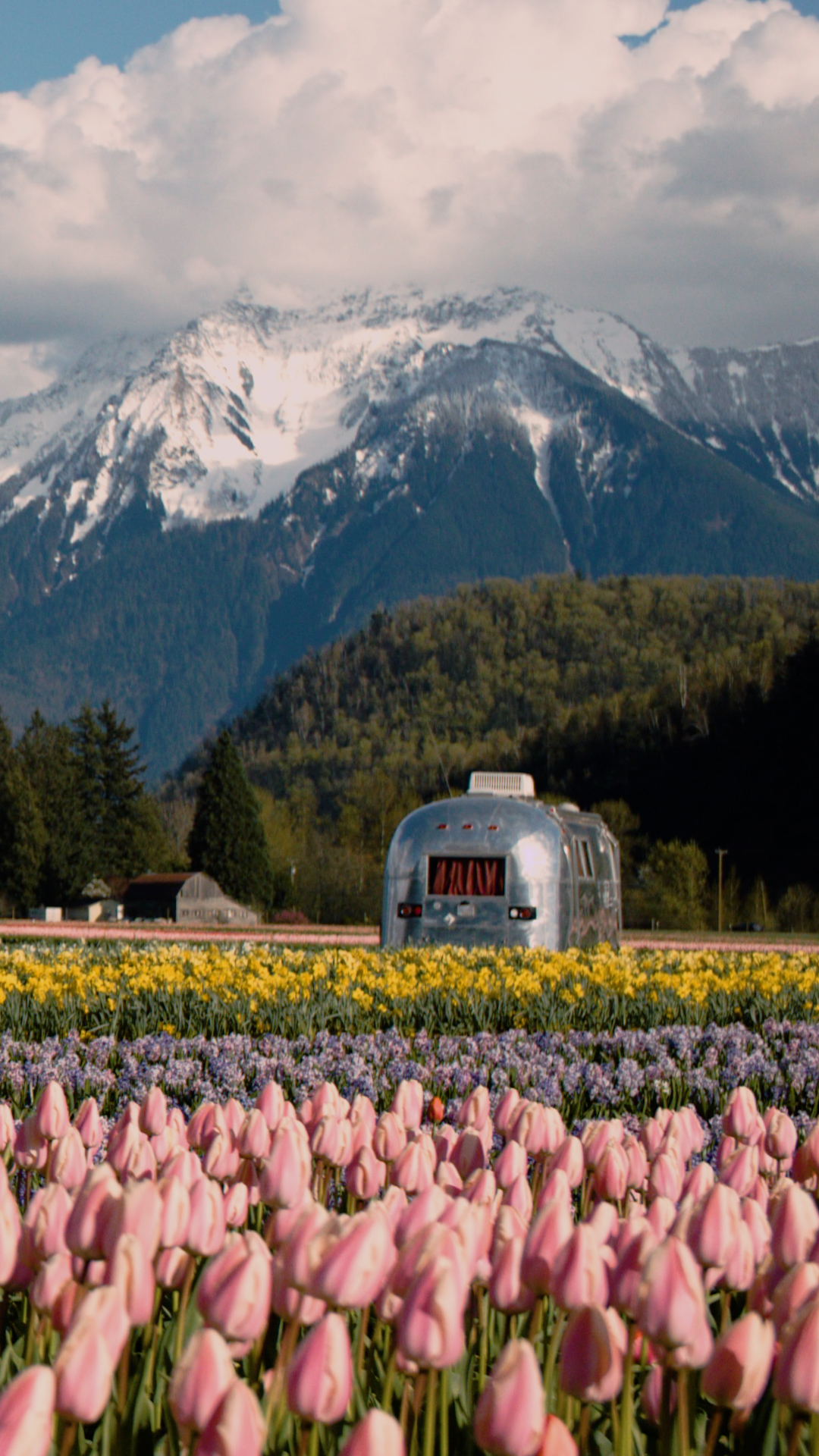 Harrison Onos Farms Harrison Tulip Festival 9