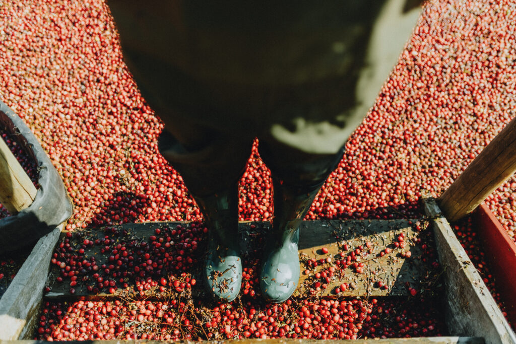 boots in cranberry bog