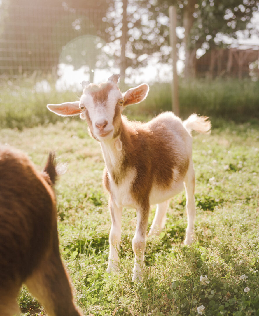 Abbotsford Taves Farm Goat On Grass