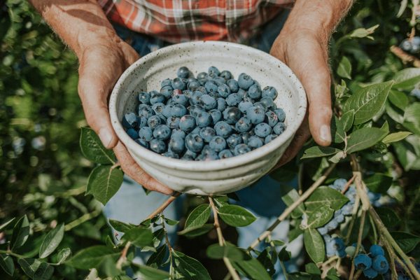 Chilliwack Blueberry Farm