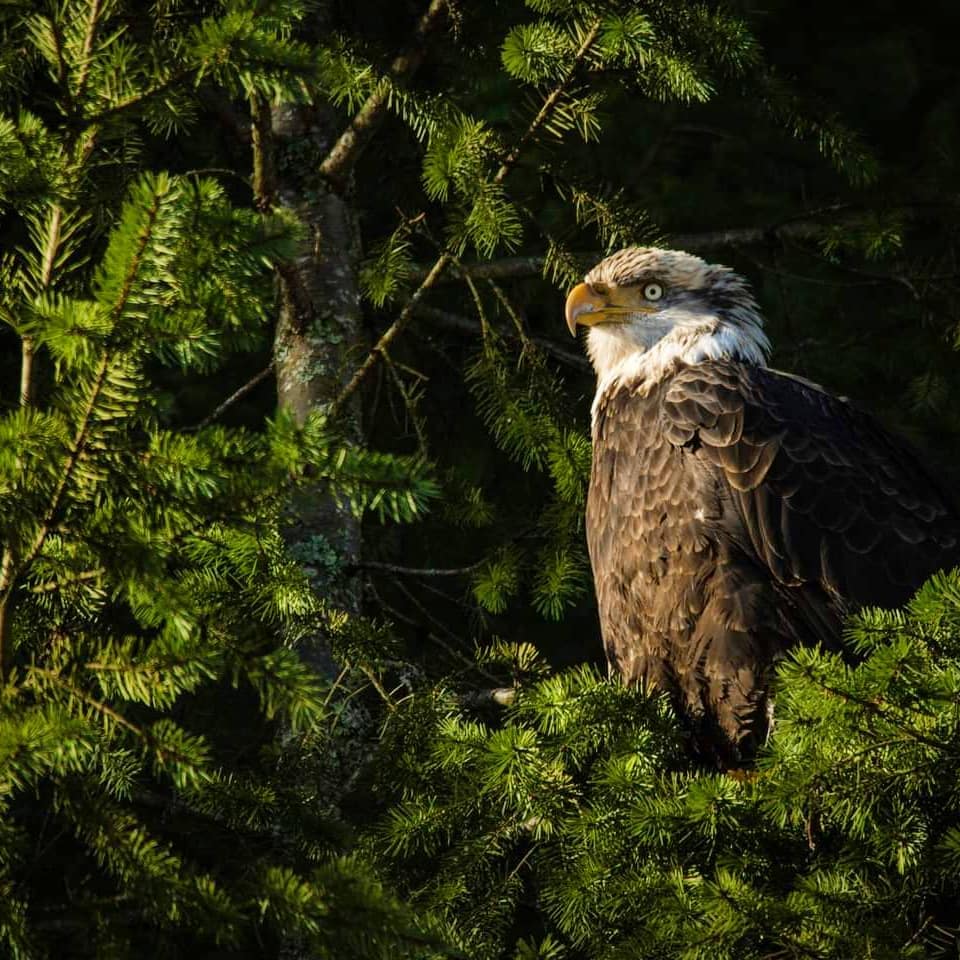 Harrison Bald Eagle In Tree