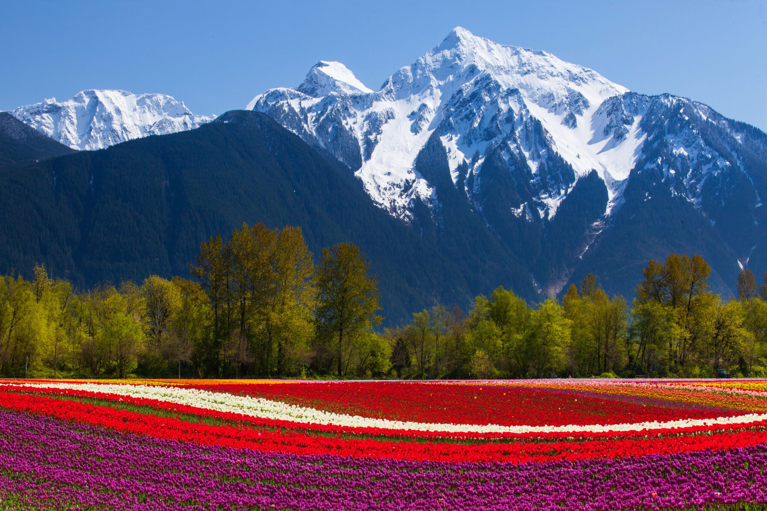 Harrison Tulips And Mountain Peak
