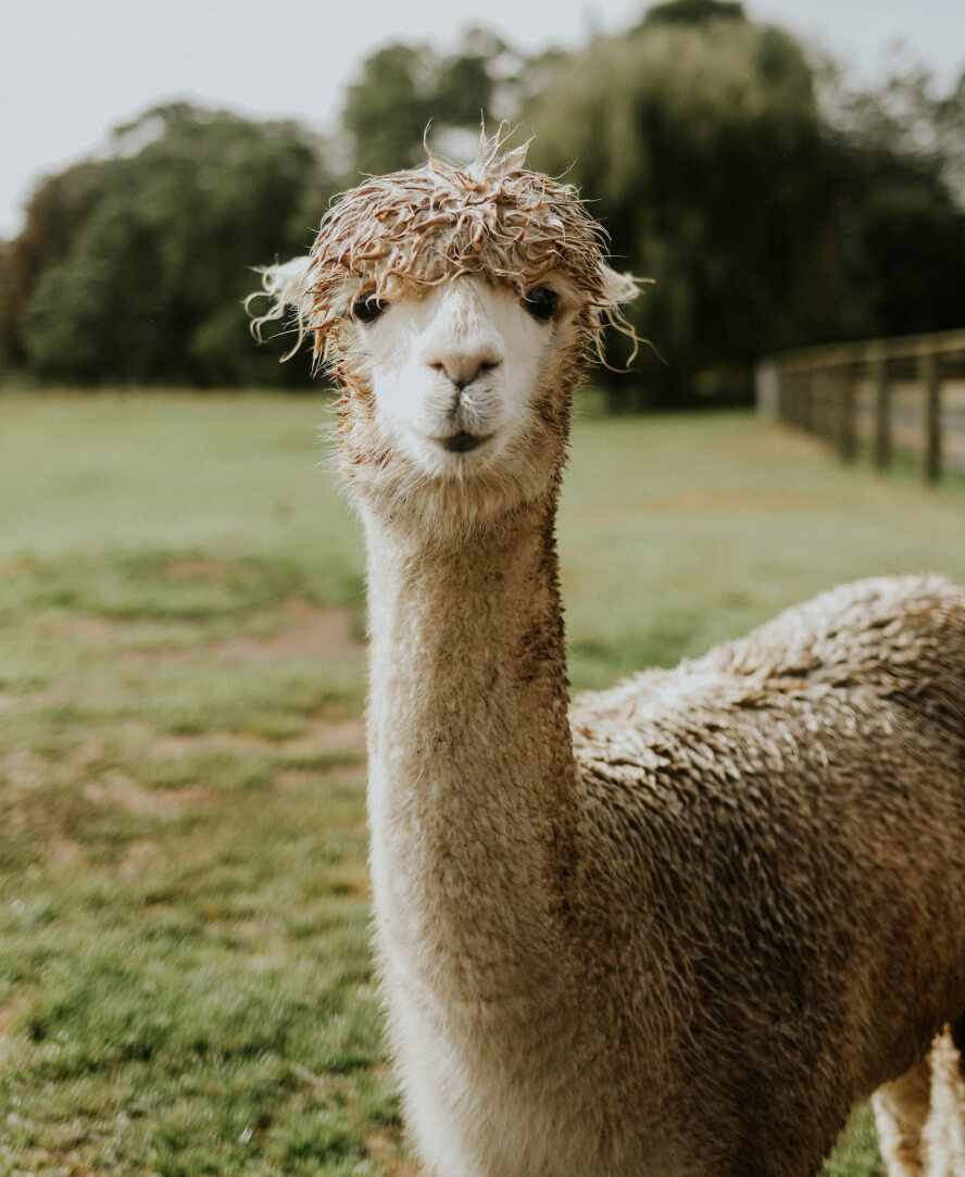 Langley Alpaca Poses At Kensington Priairie Farm
