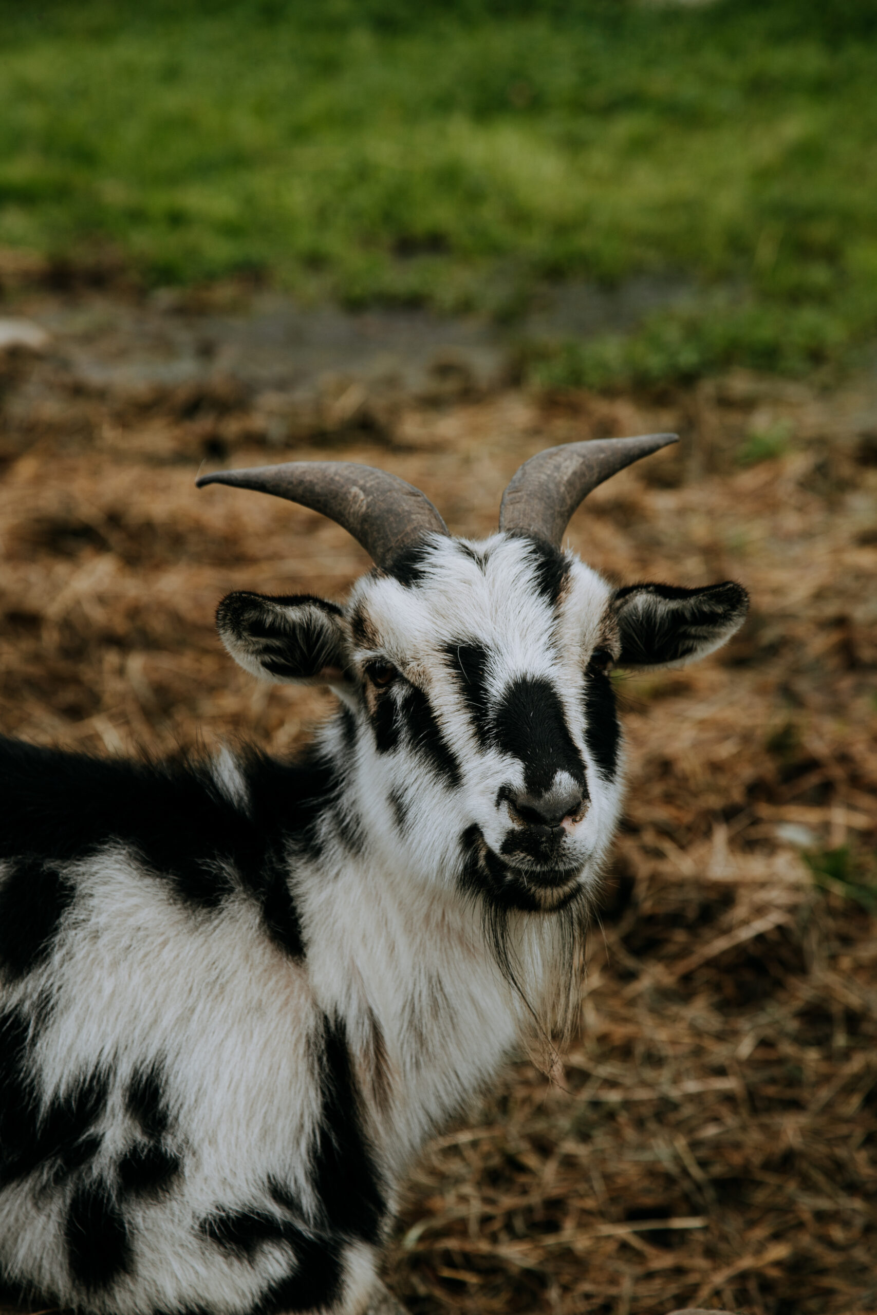 Langley Small Goat