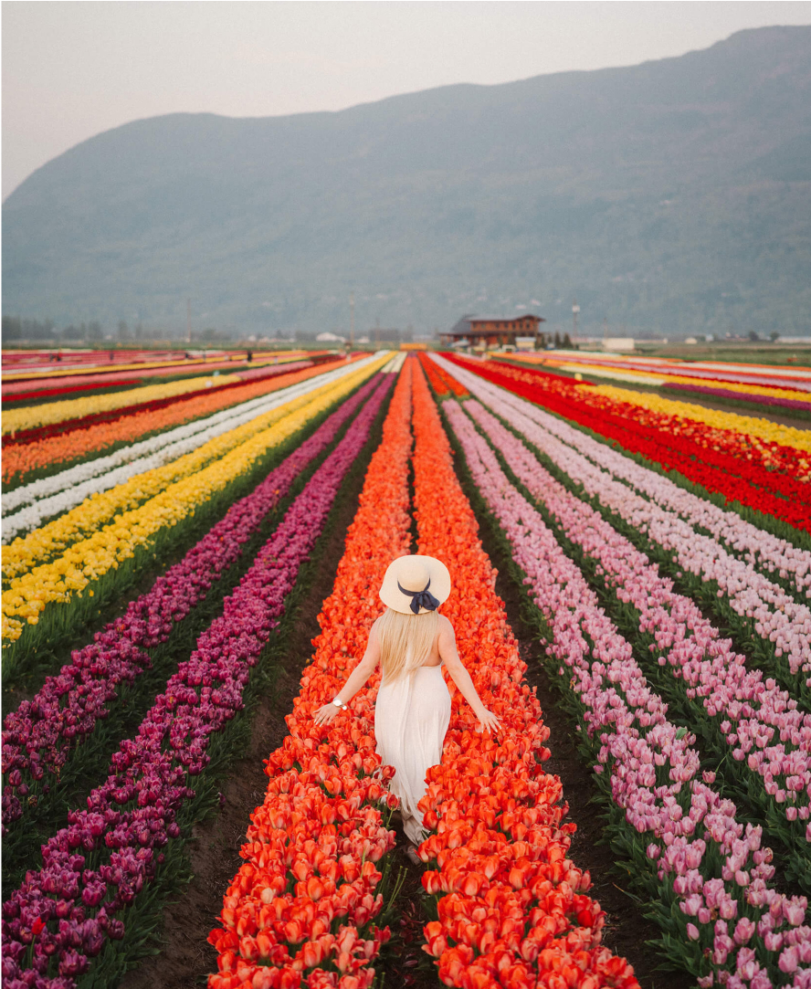 Woman White Dress in Tulip Farm