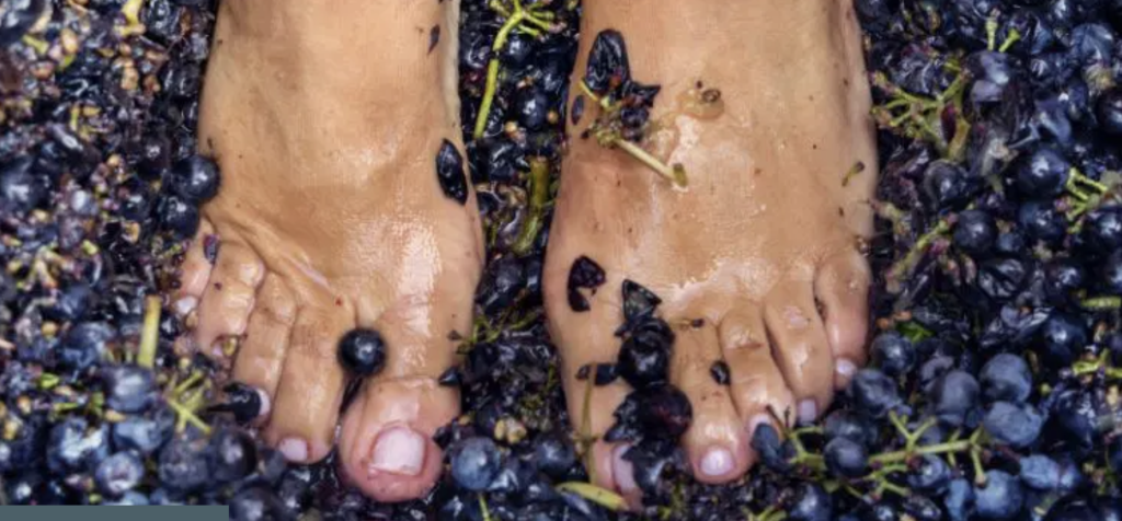 Bare feet standing on grapes