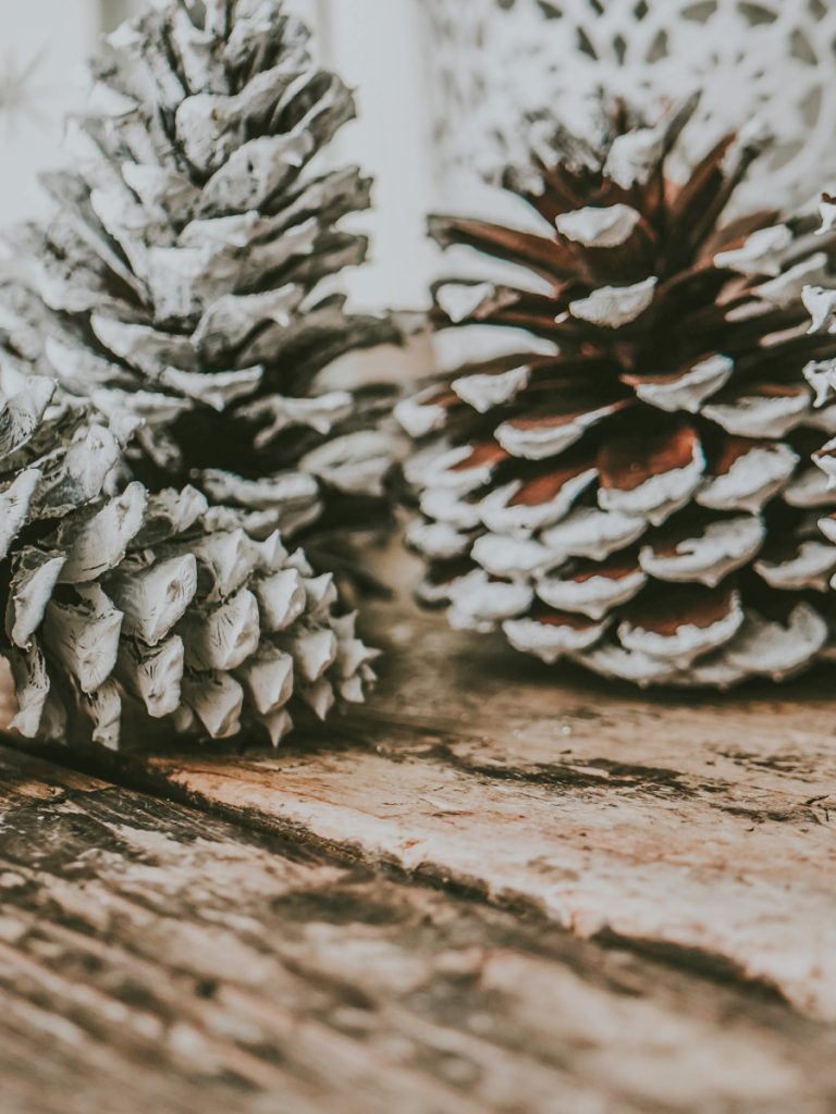 Pine cones