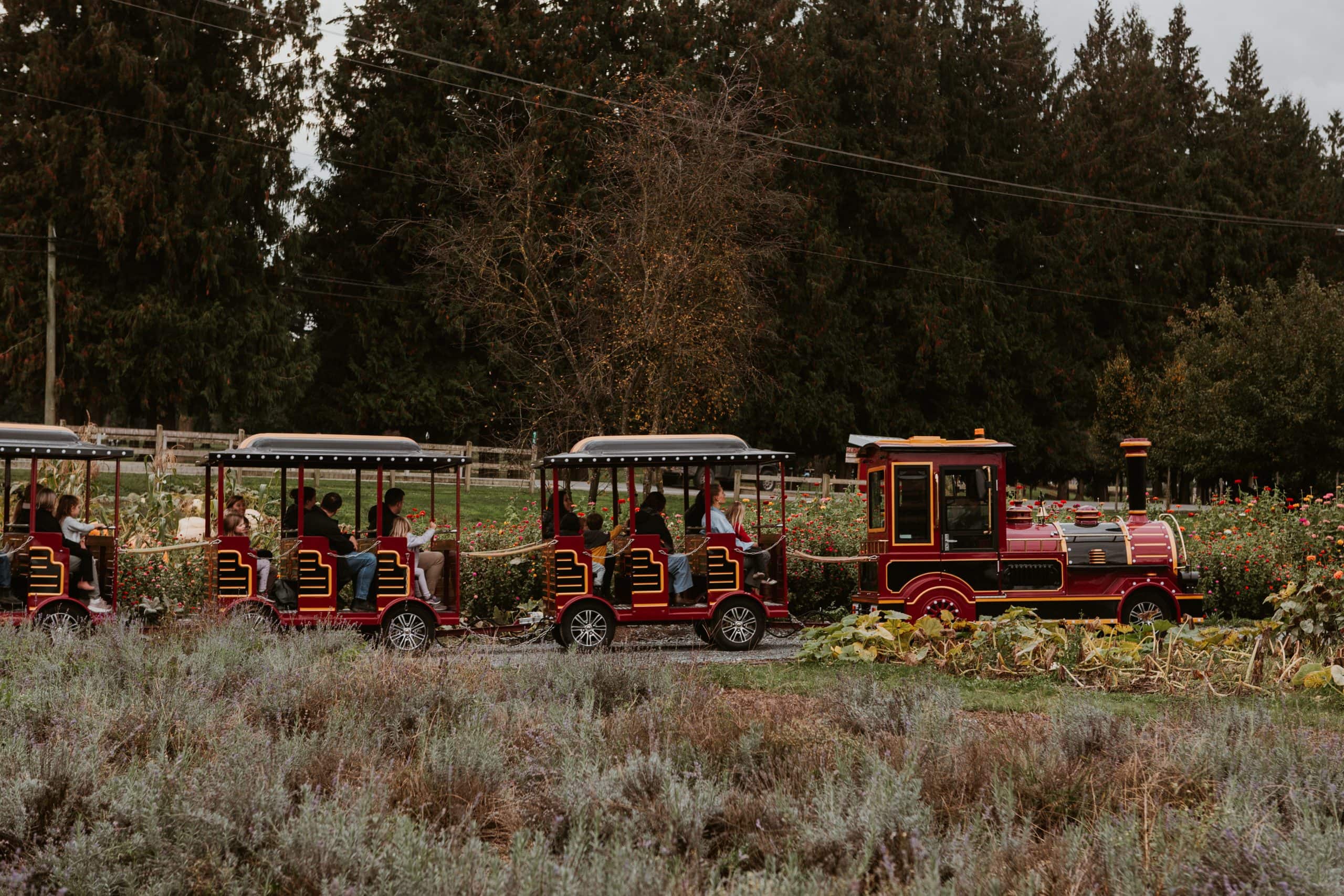 train through field