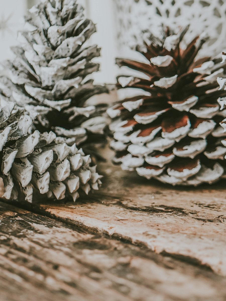 Pine cones