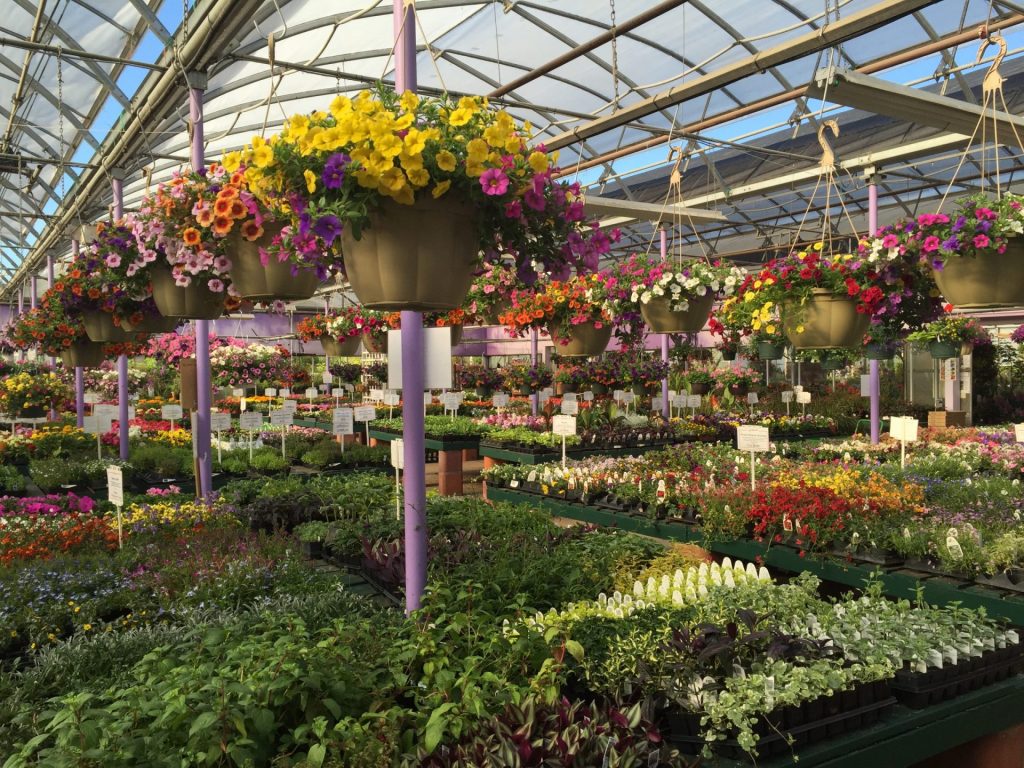Hanging baskets