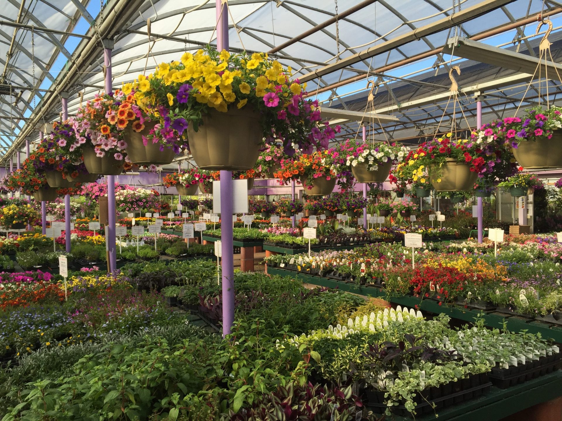 Hanging baskets