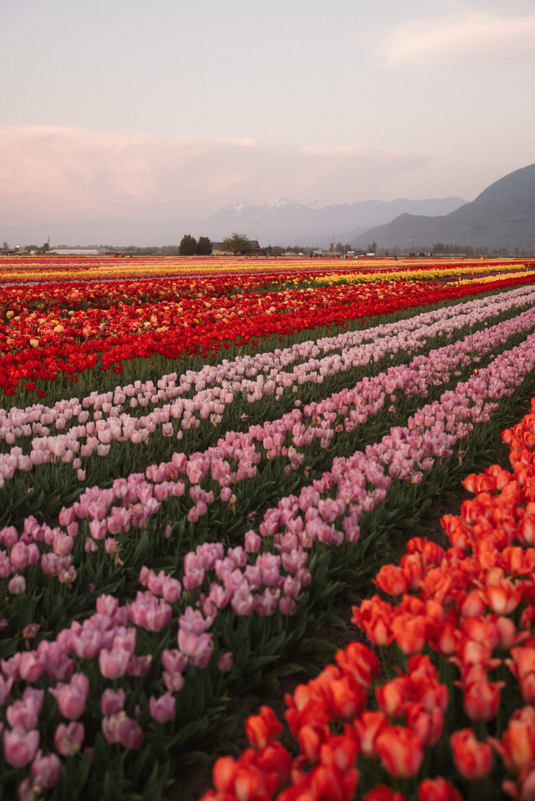 Lakeland Flowers